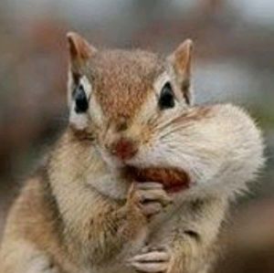 Meet your Posher, Chase